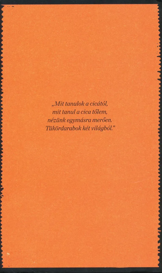 Macskaszerenád